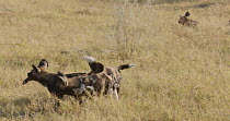 Pack of African wild dogs (Lycaon pictus) feeding, Khwai River, Moremi Game Reserve, Botswana.