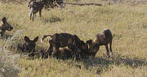 Pack of African wild dogs (Lycaon pictus) feeding, Khwai River, Moremi Game Reserve, Botswana.