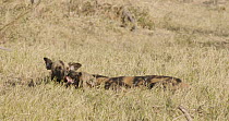 African wild dogs (Lycaon pictus) lying down, bonding, Khwai River, Moremi Game Reserve, Botswana.