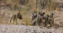 African wild dog (Lycaon pictus) puppies playing, Khwai River, Moremi Game Reserve, Botswana.