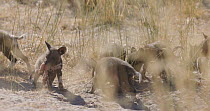 African wild dog (Lycaon pictus) pups feeding, Khwai River, Moremi Game Reserve, Botswana.