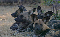 Slow motion clip of African wild dogs (Lycaon pictus) resting, looking around, Khwai River, Moremi Game Reserve, Botswana.
