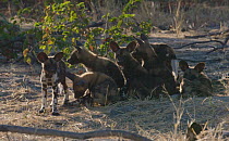 Slow motion clip of African wild dog (Lycaon pictus) pups playing, one carrying a stick, Khwai River, Moremi Game Reserve, Botswana.