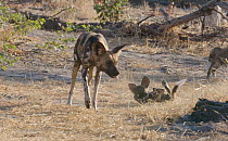 Slow motion clip of an African wild dog (Lycaon pictus) disciplining a pup, Khwai River, Moremi Game Reserve, Botswana.