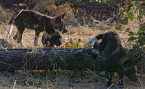 African wild dog (Lycaon pictus) pups playing, Khwai River, Moremi Game Reserve, Botswana.