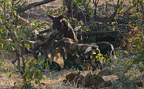 Slow motion clip of African wild dog (Lycaon pictus) puppies playing, Khwai River, Moremi Game Reserve, Botswana.