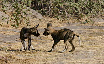 Slow motion clip of African wild dog (Lycaon pictus) pups playing, Khwai River, Moremi Game Reserve, Botswana.