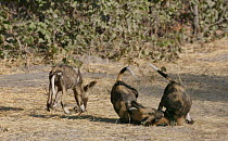 Slow motion clip of African wild dog (Lycaon pictus) pups playing, Khwai River, Moremi Game Reserve, Botswana.