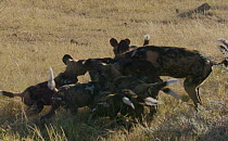 African wild dog (Lycaon pictus) pups feeding, Khwai River, Moremi Game Reserve, Botswana.