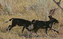 Slow motion clip of African wild dog (Lycaon pictus) pups playing, one running with a bit of food in its mouth, Khwai River, Moremi Game Reserve, Botswana.