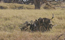 Slow motion clip of African wild dog (Lycaon pictus) puppies running to greet parent, Khwai River, Moremi Game Reserve, Botswana.