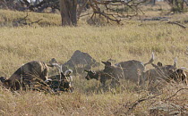 Slow motion clip of African wild dog (Lycaon pictus) pups feeding, Khwai River, Moremi Game Reserve, Botswana.
