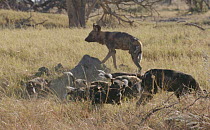 Slow motion clip of African wild dog (Lycaon pictus) pups feeding, Khwai River, Moremi Game Reserve, Botswana.