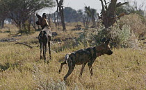 Slow motion clip of African wild dogs (Lycaon pictus) looking for prey, Khwai River, Moremi Game Reserve, Botswana.