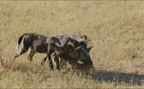 Slow motion clip of three African wild dog (Lycaon pictus) puppies feeding, Khwai River, Moremi Game Reserve, Botswana.