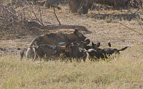 Slow motion clip of juvenile African wild dogs (Lycaon pictus) feeding with an adult, Khwai River, Moremi Game Reserve, Botswana.