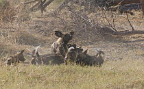 Slow motion clip of juvenile African wild dogs (Lycaon pictus) feeding with an adult, Khwai River, Moremi Game Reserve, Botswana.