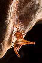 Cave cricket (Troglophilus cavicola) on wall of karstic cave. Slovenia, April.