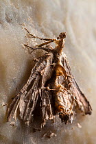 Tissue moth (Triphosa dubitata) killed by entomopathogenic fungus in karstic cave. Slovenia, April.