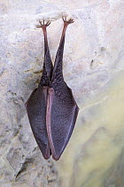 Lesser horseshoe bat (Rhinolophus hipposideros) roosting in cave.  Slovenia, April.