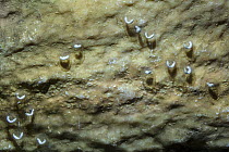 Developing embryos of the Olm (Proteus anguinus) attached to the underside of a rock. Captive at Postojna Cave, Slovenia. April.