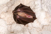 Lesser horseshoe bat (Rhinolophus hipposideros) roosting in cave. Croatia. November.