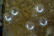 Developing embryos of the Olm (Proteus anguinus) attached to the underside of a rock. Captive at Postojna Cave, Slovenia. April.