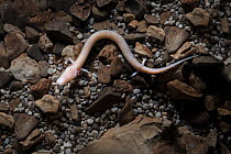 Olm  (Proteus anguinus) a blind cave salamander species. Captive, Slovenia.