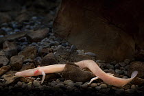 Olm (Proteus anguinus) a species of blind cave salamander. Captive, Slovenia.