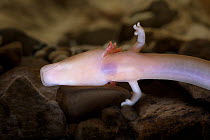 Olm (Proteus anguinus) a blind cave salamander. Captive, Slovenia.