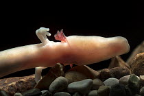 Olm or Proteus (Proteus anguinus) a blind cave salamander. Captive, Slovenia.
