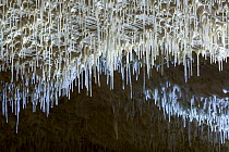 Straw or tubular stalactites which are very delicate, hollow structures. They form when calcium carbonate or calcium sulfate dissolved in the water comes out of solution and is deposited in a ring aro...