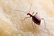 Cave beetle (Leptodirus hochenwartii)  a true troglobite (living only in caves). Endemic to karstic caves of Dinaric Alps, Slovenia, April.
