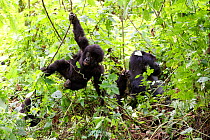 Mountain gorilla (Gorilla beringei beringei) juveniles swinging on liana in forest. Virunga National Park, Democratic Republic of Congo, Africa. Sequence 4 of 5