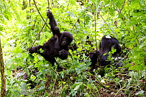 Mountain gorilla (Gorilla beringei beringei) juveniles swinging on liana in forest. Virunga National Park, Democratic Republic of Congo, Africa. Sequence 5 of 5
