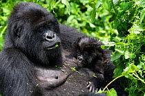 Mountain gorilla (Gorilla beringei beringei) female feeding and nursing her one month old baby. Virunga National Park, Democratic Republic of Congo, Africa