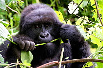 Mountain gorilla (Gorilla beringei beringei) female feeding in forest Virunga National Park, Democratic Republic of Congo, Africa