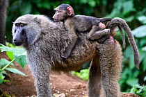 Olive baboon (Papio cynocephalus anubis)  mother carrying young on back. Virunga National Park, North Kivu, Democratic Republic of Congo, Africa