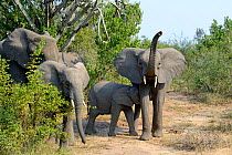 African elephant (Loxodonta africana) group with one raising trunk and foraging in the savanna  Queen Elizabeth National Park, Uganda, Africa