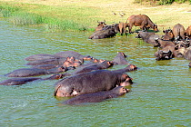 Hippopotamus group (Hippopotamus amphibius) and Cape buffalo (Syncerus caffer) bathing in lake Edward, Queen Elizabeth National Park, Uganda, Africa