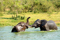 Two juvenile African elephants (Loxodonta africana) bathing and play fighting, Lake Edward, Queen Elizabeth National Park, Uganda, Africa