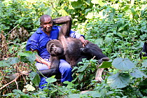 Andre Bauma, keeper playing with juvenile orphan Mountain gorilla (Gorilla beringei beringei) Senkwekwe orphanage center, Rumangabo. Virunga National Park, Democratic Republic of Congo, Africa