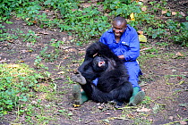 Andre Bauma, keeper playing with juvenile orphan Mountain gorilla. A young female likes being to tickle and it makes her laugh. (Gorilla beringei beringei) Senkwekwe orphanage center, Rumangabo. Virun...