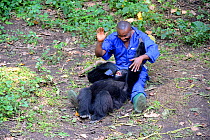 Andr Bauma, keeper playing with juvenile orphan Mountain gorilla. A young female likes being to tickle and it makes her laugh. (Gorilla beringei beringei) Senkwekwe orphanage center, Rumangabo. Virung...