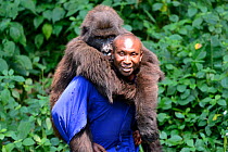 Andre Bauma, keeper carrying a female juvenile Mountain gorilla (Gorilla beringei beringei) Senkwekwe orphanage center, Rumangabo. Virunga National Park, Democratic Republic of Congo, Africa