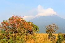 Mount Nyiragongo  smoking -  one of several active volcanoes in the Virunga Massif Volcano Range, Democratic Republic of Congo, Africa. July 2016