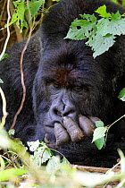 Head portrait of male silverback Mountain gorilla  (Gorilla beringei beringei)  lying on forest ground. Virunga National Park, Democratic Republic of Congo, Africa