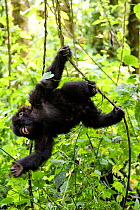 Mountain gorilla(Gorilla beringei beringei) juvenile swinging on liana and smiling in forest. Virunga National Park, Democratic Republic of Congo, Africa