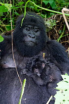 Mountain gorilla (Gorilla beringei beringei) female holding her one month sleeping baby. Virunga National Park, Democratic Republic of Congo, Africa