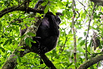 Chimpanzee (Pan troglodytes) urinating in tree, Nyungwe National Park, Rwanda, Africa